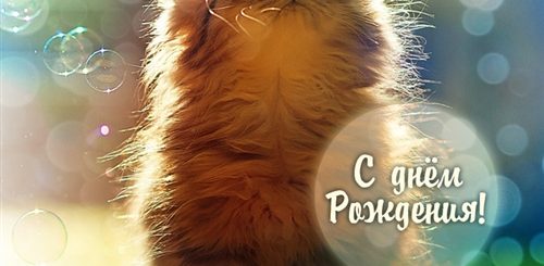 Котята Картинки Поздравления С Днем Рождения