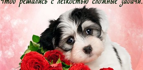 Поздравления С Днем Прикольно Диана