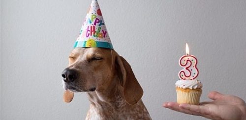 Поздравления С Днем Рождения Собаке 3 Года