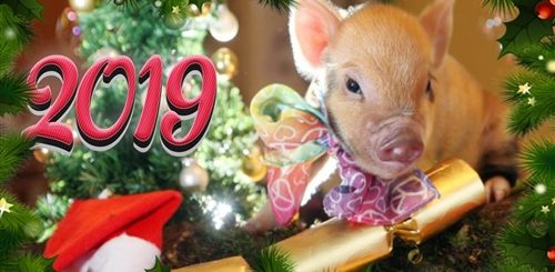 Видео Поздравление С Новогодней Свинкой
