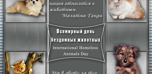 Пост Поздравление Директору Приюта Для Бездомных Животных