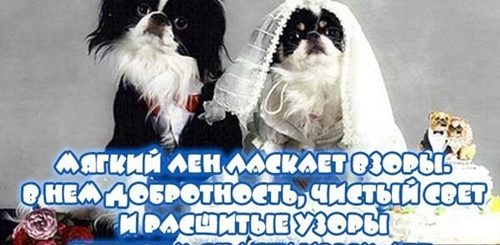 Поздравление С 4 Летием Свадьбы Прикольные