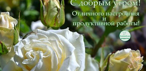 Поздравление С Добрым Утром Розы