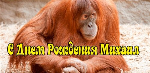Поздравления С Днем Рождения Миша Смешные