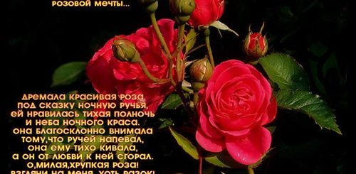 Поздравления В Стихах Роза